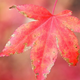 Illustration for article titled Shooting Challenge Fall Leaves Gallery 6